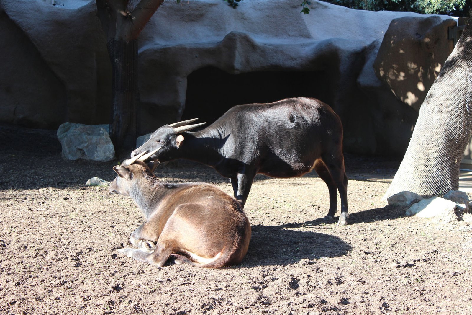 San Diego Zoo Part II 103